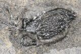 Devonian Crinoid Plate With Partial Drotops - Issoumour, Morocco #215214-4